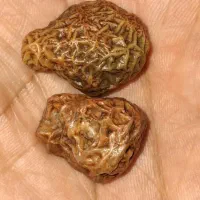 انواع مهره|بدلیجات|ایلام, |دیوار