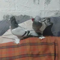 کبوتر سوسنی. کفتر. کبوتر|پرنده|شیراز, آزادگان|دیوار