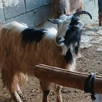 بز کولار جوان 5 تومان