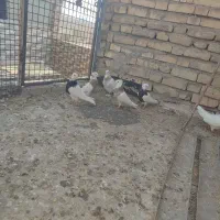 طوقی.نقش.کبوتر.کفتر|پرنده|دهاقان, |دیوار