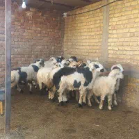 فروش ۲۰ راس بره|حیوانات مزرعه|مرودشت, تامین اجتماعی|دیوار