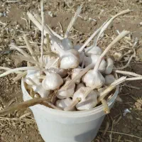 سیر استخوانی سفت و بذری
