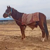 فروشی|اسب و تجهیزات اسب‌سواری|تایباد, |دیوار