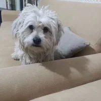 نژاد شیتزو تریر مهربون واروم|سگ|کرمان, |دیوار