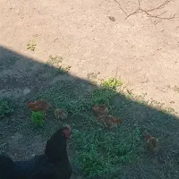 جوجه همراه مادر