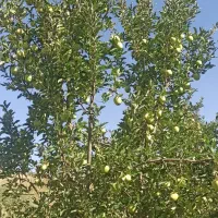 سرگرمی