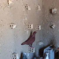 کبوتر رنگی