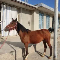 فروش یا معاوضه اسب مادیون دره‌شوری با نریونش|اسب و تجهیزات اسب‌سواری|مرودشت, مسجد رسول‎|دیوار