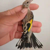 جوجه سهره چونه سفید