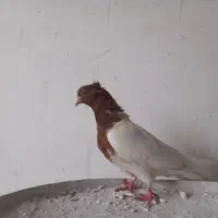 ماده کله ای گرفتنی