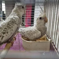 جوجه عروس هلندی ایزابلا دستی|پرنده|تهران, افسریه|دیوار