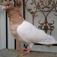 کبوتر نر کله زرد تازه سر مست و شرور پرشتی