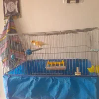 قناری نرمست