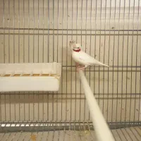 فنچ گلوبریده مولد جغدی مولد