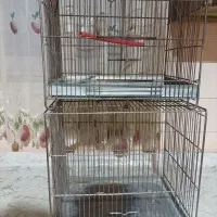 قفس سره و قناری قدیم غلامی