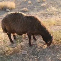 بره چاق|حیوانات مزرعه|شیراز, محراب|دیوار