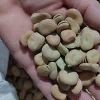 باقلا برکت و هستال ۱۰ تن پخت و کاشتی عالی