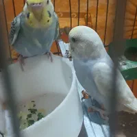 مرغ عشق جفت