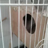 عروس هلندی|پرنده|مشهد, هنرستان|دیوار