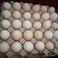 تخم مرغ محلی و تخم مرغ نطفه دار