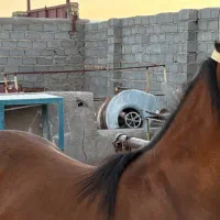 کره جنگستان