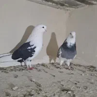 جفت کفتر پرش سنگین|پرنده|ارومیه, |دیوار