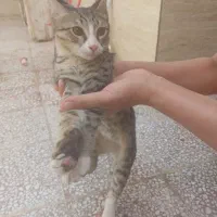 واگذاری