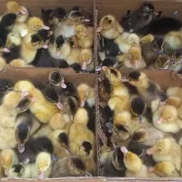 حراج جوجه اردک رسمی ۴ تا جوجه اردک ۱۰۰ تومن