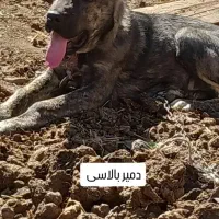 توله سگ سرابی