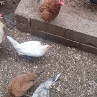 تعدادی بوقلموو مرغ خروس فروشی|حیوانات مزرعه|مزرعه کتول, |دیوار