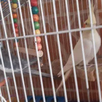 فروش پرنده|پرنده|پیر بکران, |دیوار