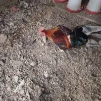 مرغ خروس|حیوانات مزرعه|شاهین‌شهر, شهرک میلاد|دیوار