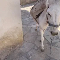 الاغ سه ساله گله گرد