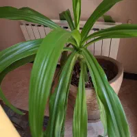 نیرو نظافتچی هستم  نظافت محل کار مشاعات و منازل