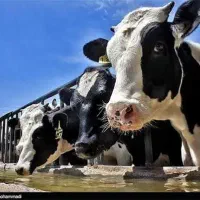 نیازمند نیروی بازنشسته جهت کار در گاوداری