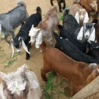 سی عدد بز و بیست وهفت عدد بزغاله