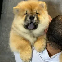 پرورش تخصصی چاوچاو چاو چاو چائوچائو