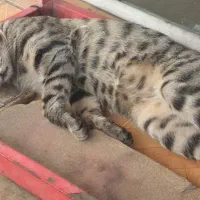 گربه