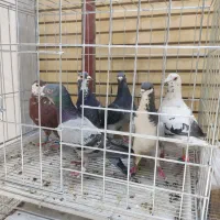 سرور بزک خوشرنگ پلاکی