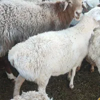 قوچ چینی چاق مناسب کشتار|حیوانات مزرعه|جلگه ماژان, |دیوار