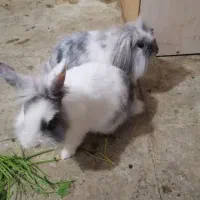 خرگوش لوپ هلندی اصل