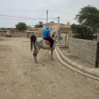 مادیون عشایری سرو دمگیر|اسب و تجهیزات اسب‌سواری|خرم‌آباد, |دیوار