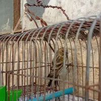 چندعددتهرانی خوب وجوجه گلبسر وجوجه سهره|پرنده|نورآباد, |دیوار