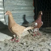 نر و ماده کارل میولمنز جوان