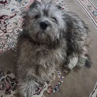 فروش سگ خانگی|سگ|اصفهان, بهارستان|دیوار