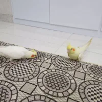 عروس لوتینو|پرنده|رشت, لاکان|دیوار