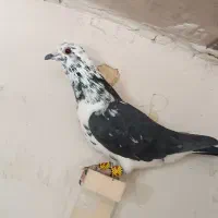 تعدادی کفتر هوایی