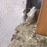 کبوتر طوقی هفت رنگ|پرنده|لنجان, |دیوار