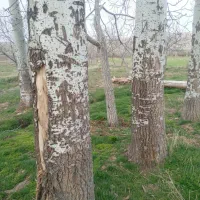 چوب ضایعات چوب