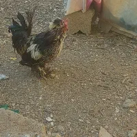 فروش یک عدد خروس سالم